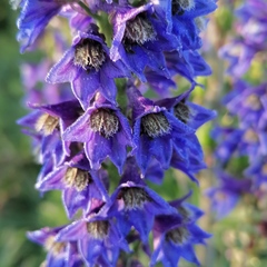 Delphinium retropilosum