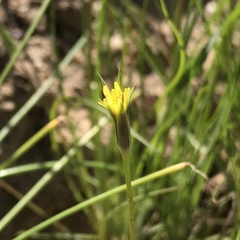 Uropappus lindleyi