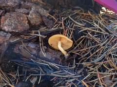Pholiota highlandensis