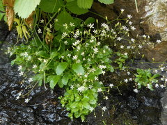 Micranthes stellaris robusta