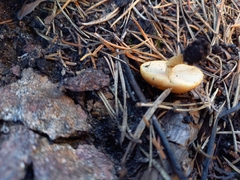 Pholiota highlandensis