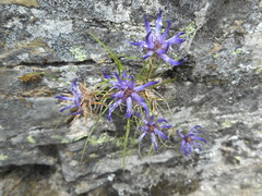 Phyteuma hedraianthifolium