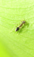 Technomyrmex antennus