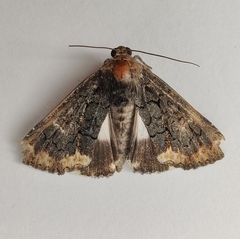 Catephia alchymista