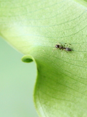 Technomyrmex antennus