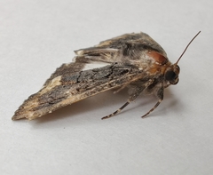 Catephia alchymista