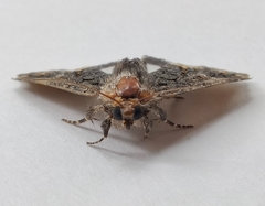 Catephia alchymista