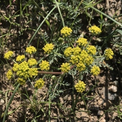 Lomatium utriculatum