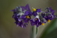 Solanum mauritianum