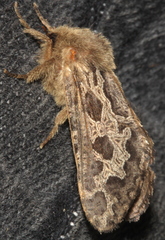 Oncopera intricoides