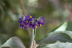Solanum mauritianum