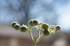 Solanum mauritianum