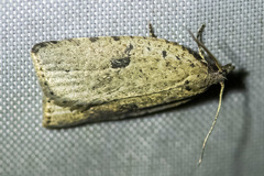 Meritastis