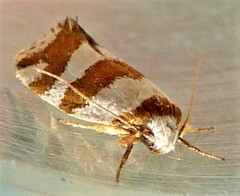 Prepocosma schalidota
