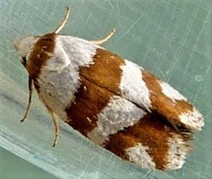 Prepocosma schalidota
