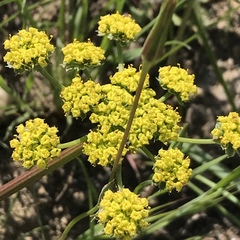 Lomatium utriculatum