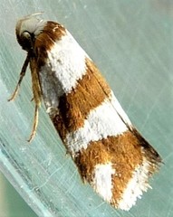 Prepocosma schalidota