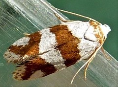 Prepocosma schalidota