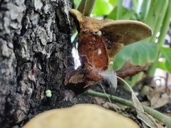Ganoderma curtisii