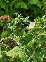 Convolvulus arvensis