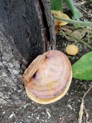 Ganoderma curtisii