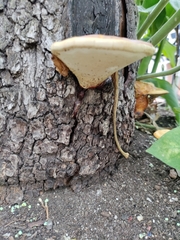 Ganoderma curtisii
