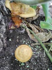 Ganoderma curtisii