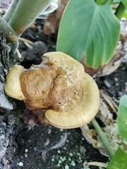 Ganoderma curtisii