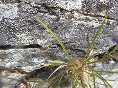 Phyteuma hedraianthifolium