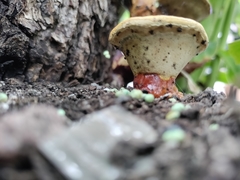 Ganoderma curtisii