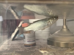 Planiliza