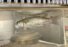 Planiliza