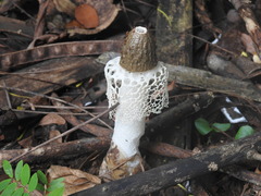 Phallus merulinus
