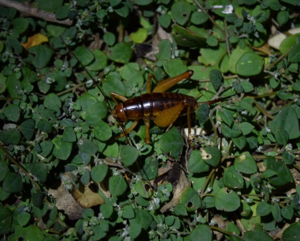 Novoplectron