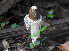 Phallus merulinus