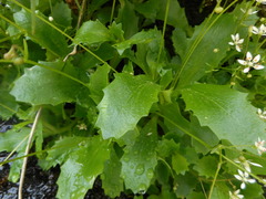 Micranthes stellaris robusta