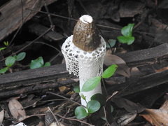Phallus merulinus