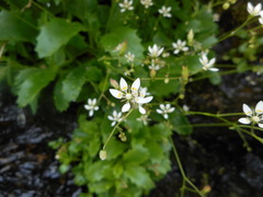 Micranthes stellaris robusta