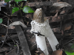 Phallus merulinus