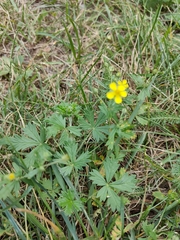 Potentilla neglecta