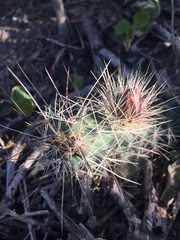 Echinocereus berlandieri