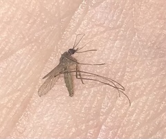 Culex tritaeniorhynchus