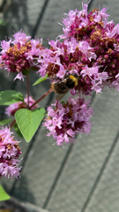 Bombus pratorum
