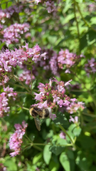 Bombus lucorum