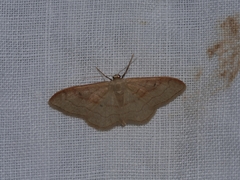 Idaea rubraria