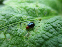 Podagrica fuscicornis