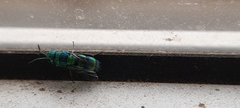Chrysidini