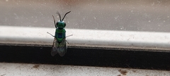 Chrysidini