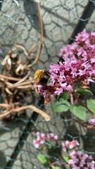 Bombus hypnorum