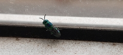 Chrysidini